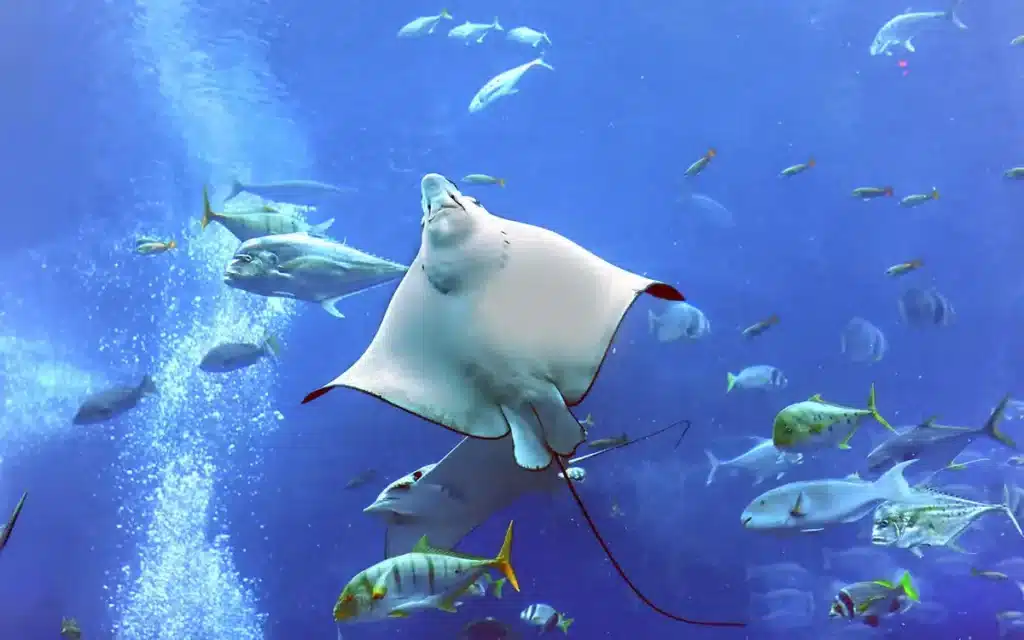 aquarium in dubai mall tickets with tabby or tamara