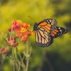 dubai miracle garden and butterfly garden