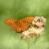 dubai butterfly garden entrance fee