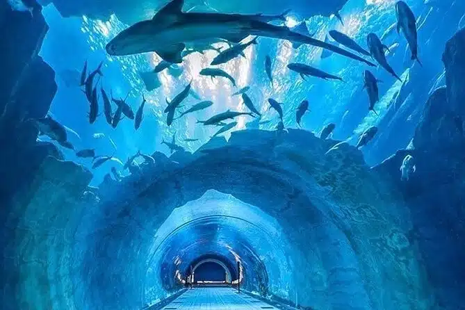 dubai mall aquarium and underwater zoo tickets