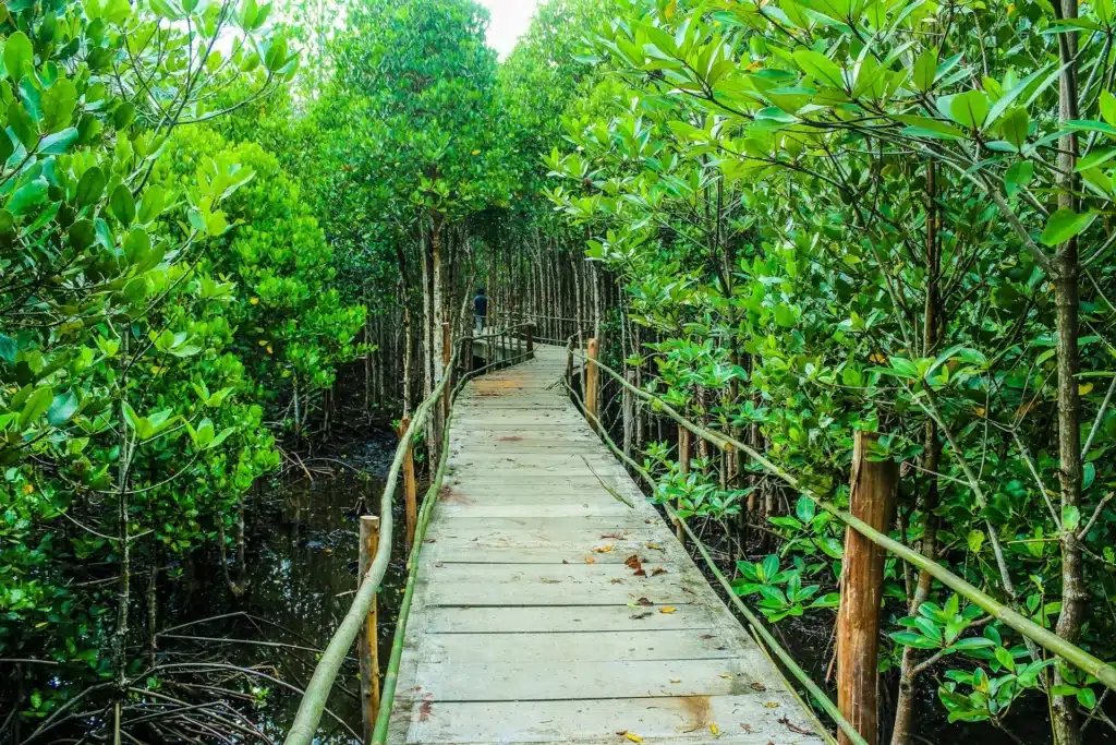 abu dhabi mangrove national park