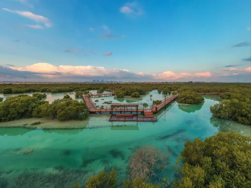 mangrove national park in abu dhabi