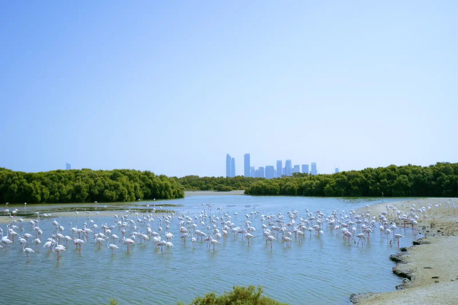 Ras Al Khor Wildlife Sanctuary