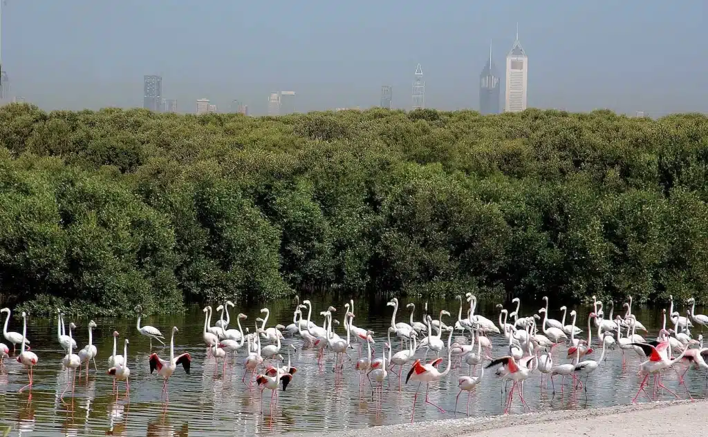 Ras Al Khor Wildlife Sanctuary in Dubai