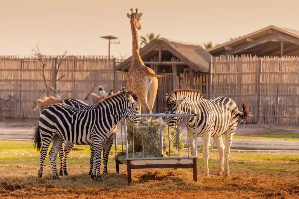 dubai safari park tickets online